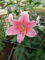 [5233 Sorbonne 2N No02.JPG]